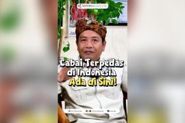 Cabai terpedas di Indonesia ada di sini