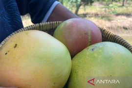 Produksi Turun Ribuan Ton, Apa yang Terjadi dengan Mangga Gedong Gincu Cirebon?