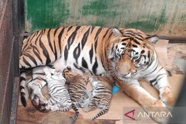 Taman Safari Prigen catat kelahiran tiga anak harimau benggala