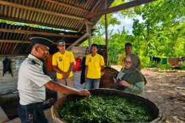Lapas Namlea produksi minyak kayu putih untuk program pembinaan WBP