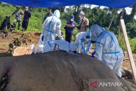 BKSDA Bengkulu identifikasi dua gajah yang mati di hutan produksi Mukomuko