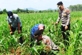 Polresta Banjarmasin awasi tanam jagung jaga program ketahanan pangan