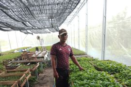 Petani Tabalong bisnis bibit sayuran dengan omset Rp30 juta per bulan