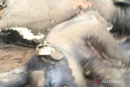 Polisi selidiki penyebab kematian dua gajah di Mukomuko