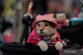 Pet Fest Indonesia 2026 brings together animal lovers