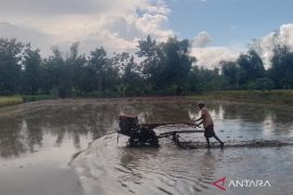 Pemkab Blora menyalurkan 1,1 juta kg bantuan benih tanaman padi dan jagung