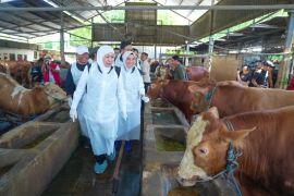 Gubernur sebut Jatim surplus hewan kurban