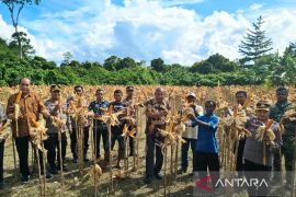 Kolaborasi Pemkab dan Polres Teluk Wondama hasilkan 2 ton jagung