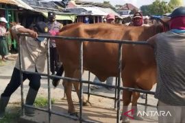 Pemkab Sampang terjunkan 60 petugas awasi kesehatan hewan kurban