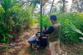 Momen Ketika Petugas BKSDA Sumbar bertemu langsung harimau sumatera di Agam