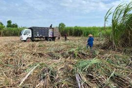 Petani Dompu beralih ke tebu, ekonomi Desa Soritatanga tumbuh