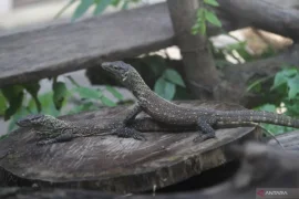 Naga, kota, dan jalan pulang yang dipertaruhkan