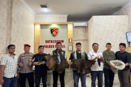 Polisi dalami perdagangan sisik trenggiling di Tapanuli Selatan