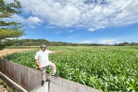 Legislator dorong perluasan lahan jagung Sumbar hingga 4.000 Hektare di 2026