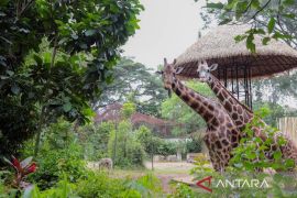 Bandung ajukan izin LK sementara Bandung Zoo ke Kemenhut