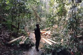 Kemenhut lanjutkan proses hukum tersangka pembalakan di kawasan TNBT