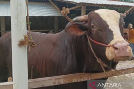 Pemkab Batang Hari pastikan sapi bantuan presiden siap untuk Idul Adha