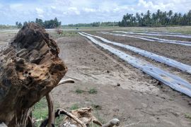 Terdampak bencana, Pemerintah Aceh alokasi Rp380 miliar percepat rehabilitasi lahan pertanian