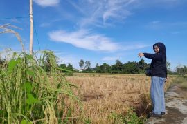 Panen serentak tekan harga gabah petani Tapin