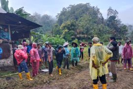 Harimau datang, 10 warga Agam di sawah berlindung di pondok tiga jam