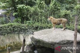 BBKSDA pertimbangkan opsi translokasi satwa Bandung Zoo ke lembaga konservasi lain