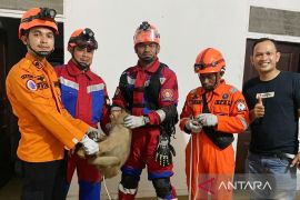 Personel BPBD Aceh Barat tangkap seekor Beruk masuk ke rumah warga