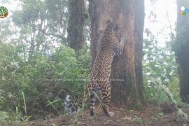 Program JWLS identifikasi delapan macan tutul Jawa di TNBTS