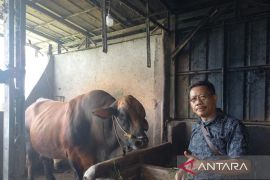 Kabupaten OKU Timur terima sapi kurban 960 kg dari Presiden Prabowo