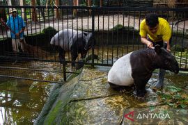 Pemkot targetkan proses lelang pengelola baru Bandung Zoo selesai akhir Mei