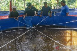 Pemkab Jayawijaya miliki 15 binaan kelompok perikanan air tawar aktif