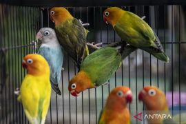 Viral lagu Kicau Mania, segini ternyata nilai ekonomi burung kicau Indonesia