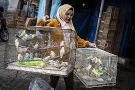 Foto: Nilai ekonomi ekosistem burung kicau