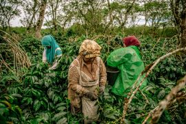 Banjir dan longsor tekan produksi kopi Gayo