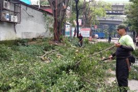 Sudin Tamhut Jaksel pangkas 25 pohon di Kebayoran Lama