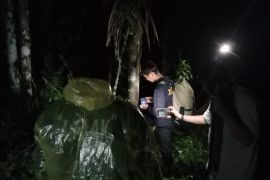 BKSDA Sumbar siapkan opsi tembak bius evakuasi harimau suma tra
