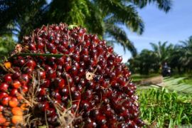 Harga TBS kelapa sawit petani swadaya Riau naik tipis, plasma turun