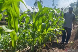 Garut dorong petani tanam jagung di lahan tadah hujan