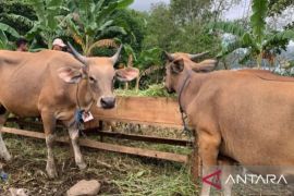 BKHIT Maluku gencarkan uji laboratorium hewan kurban deteksi dini PMK jelang Idul Adha