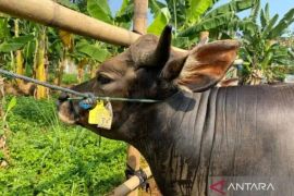 Jaksel larang pedagang hewan kurban gunakan fasum jelang Idul Adha