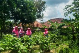 Naluri ibu selamatkan lingkungan, KWT Bougenville Prabumulih manfaat lahan kosong jadi produkif