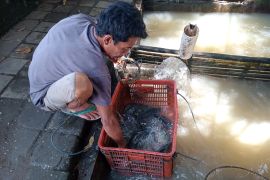 DKP Kota Mataram mengantisipasi dampak EL Nino bagi pembudidaya ikan air tawar
