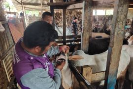 Pemkot Padang beri label khusus hewan ternak yang laik kurban