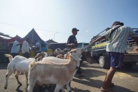 TPID DIY sebut Gunungkidul siap pasok hewan kurban bagi daerah lain