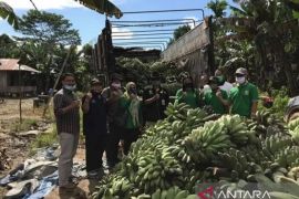 Kaltim kampanyekan diversifikasi pangan lokal hadapi perubahan iklim