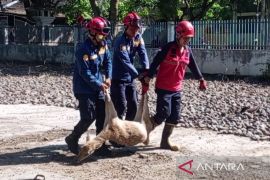 DKPPP mengambil sampel darah rusa di Pengayoman cegah penyakit zoonosis