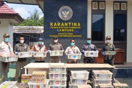 Penyelundupan 620 ekor burung  digagalkan, kondisinya memprihatinkan