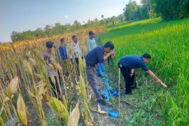 Petani di Grobogan tewas diduga tersengat Jebakan tikus beraliran listrik