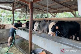 Peternak sapi di Bekasi cemaskan penyakit BEF jelang Idul Adha