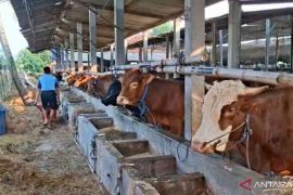 Penjualan sapi kurban di Bekasi masih lesu jelang Idul Adha