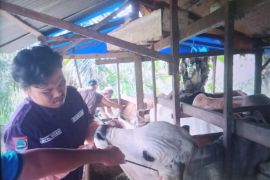 Pemkab Pasaman Barat mulai periksa kesehatan hewan kurban